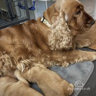 Cocker Spaniel (Working & Show) - Both