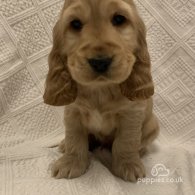 Cocker Spaniel (Working & Show) - Both