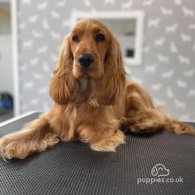 Cocker Spaniel (Working & Show) - Both