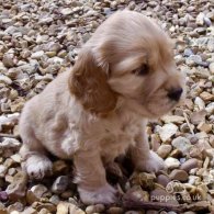 Cocker Spaniel (Working & Show) - Both