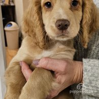 Cocker Spaniel (Working & Show) - Dogs