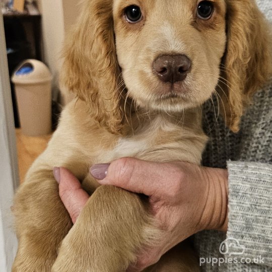 Cocker Spaniel (Working & Show) - Dogs