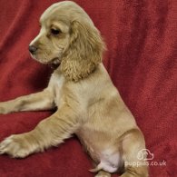 Cocker Spaniel (Working & Show) - Dogs