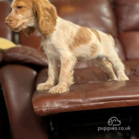 Cocker Spaniel (Working & Show) - Both