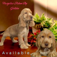 Cocker Spaniel (Working & Show) - Both