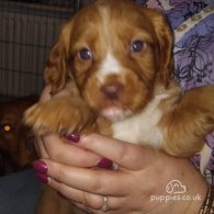 Cocker Spaniel (Working & Show) - Both