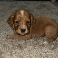 Cocker Spaniel (Working & Show) - Both