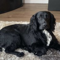 Cocker Spaniel (Working & Show) - Both