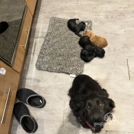 Cocker Spaniel (Working & Show) - Both