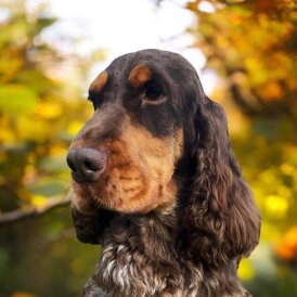 Cocker Spaniel (Working &amp; Show) - Both