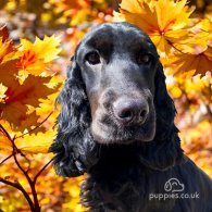 Cocker Spaniel (Working & Show) - Both