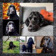 Cocker Spaniel (Working &amp; Show) - Both