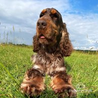 Cocker Spaniel (Working & Show) - Both