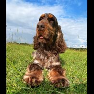 Cocker Spaniel (Working &amp; Show) - Both