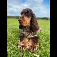 Cocker Spaniel (Working &amp; Show) - Both