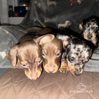 Dachshund (Standard & Miniature) - Both