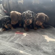 Dachshund (Standard & Miniature) - Both