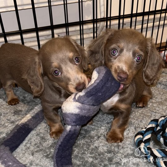 Dachshund (Standard & Miniature) - Both