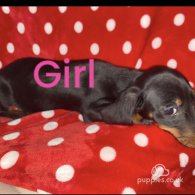 Dachshund (Standard & Miniature) - Both