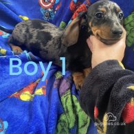 Dachshund (Standard & Miniature) - Both