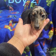 Dachshund (Standard & Miniature) - Both