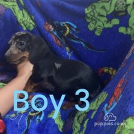 Dachshund (Standard & Miniature) - Both