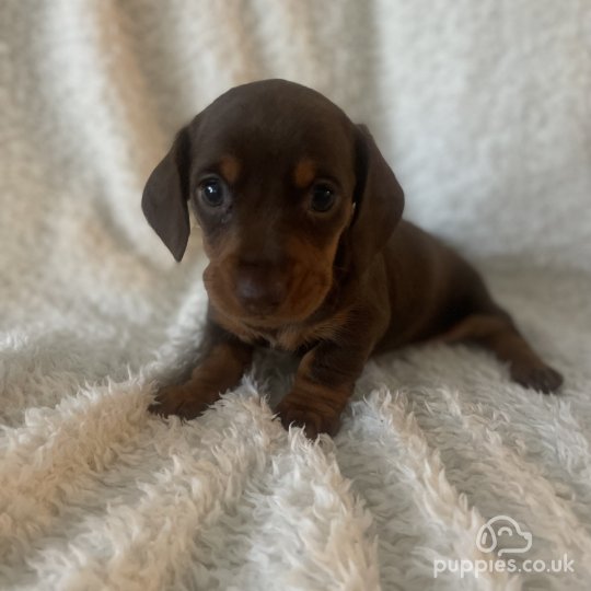 Dachshund (Standard & Miniature) - Both