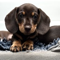 Dachshund (Standard & Miniature) - Both