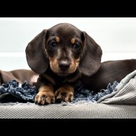 Dachshund (Standard &amp; Miniature) - Dogs