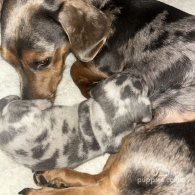 Dachshund (Standard & Miniature) - Bitches