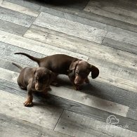 Dachshund (Standard & Miniature) - Both