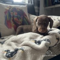 Dachshund (Standard & Miniature) - Both