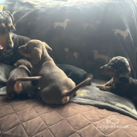 Dachshund (Standard & Miniature) - Both