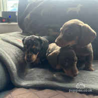 Dachshund (Standard & Miniature) - Both