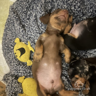 Dachshund (Standard & Miniature) - Both