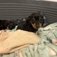 Dachshund (Standard & Miniature) - Both