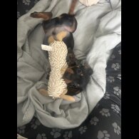 Dachshund (Standard &amp; Miniature) - Both