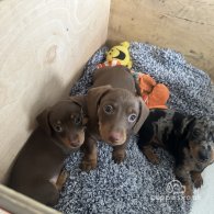 Dachshund (Standard & Miniature) - Both