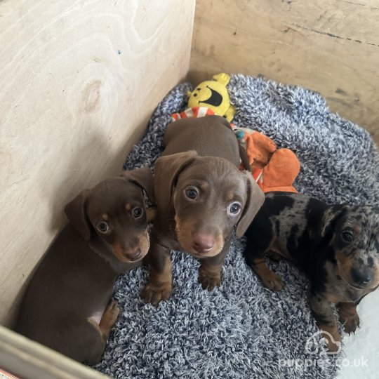 Dachshund (Standard & Miniature) - Both