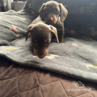 Dachshund (Standard & Miniature) - Both