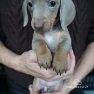 Dachshund (Standard & Miniature) - Both