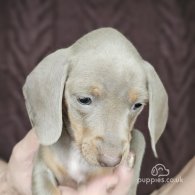 Dachshund (Standard & Miniature) - Both