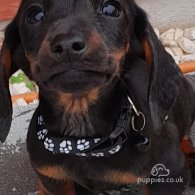 Dachshund (Standard & Miniature) - Both