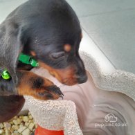 Dachshund (Standard & Miniature) - Both