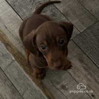 Dachshund (Standard & Miniature) - Both