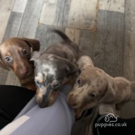 Dachshund (Standard & Miniature) - Both