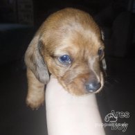 Dachshund (Standard & Miniature) - Both