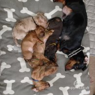 Dachshund (Standard & Miniature) - Both