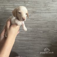 Dachshund (Standard & Miniature) - Both