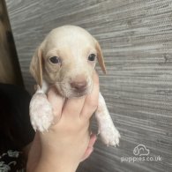 Dachshund (Standard & Miniature) - Both